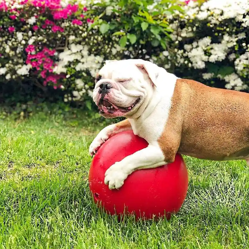 Jolly Ball Push-N-Play Red 10"