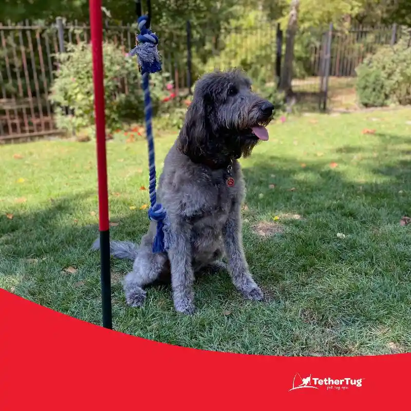 Tether Tug Rope Toy