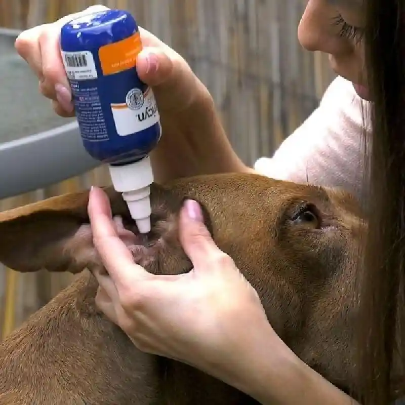 All Animal Antimicrobial Ear Rinse, 3 oz