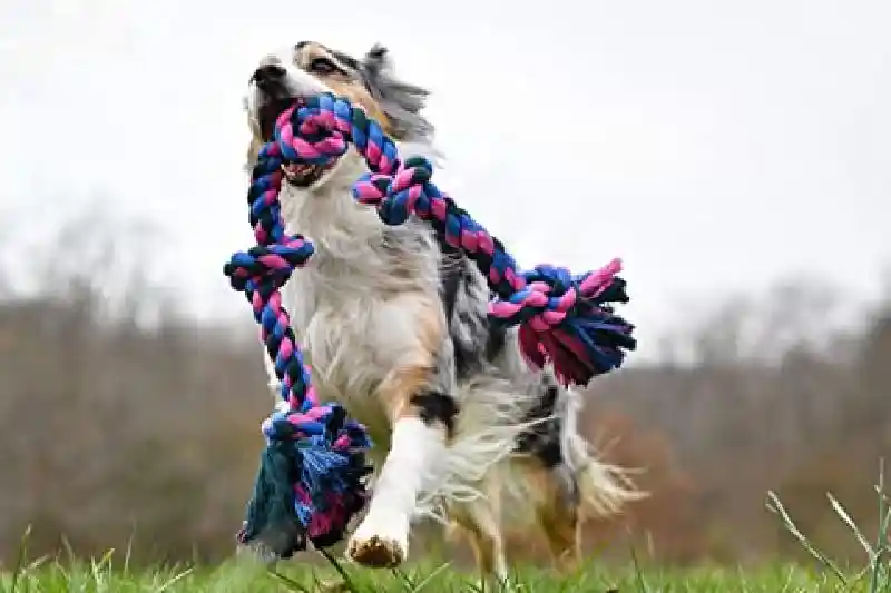 Flossy Chews Cottonblend Color 3-knot Rope Tug Sm