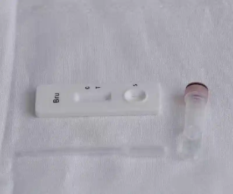 Brucellosis Test Kit-Qty 10