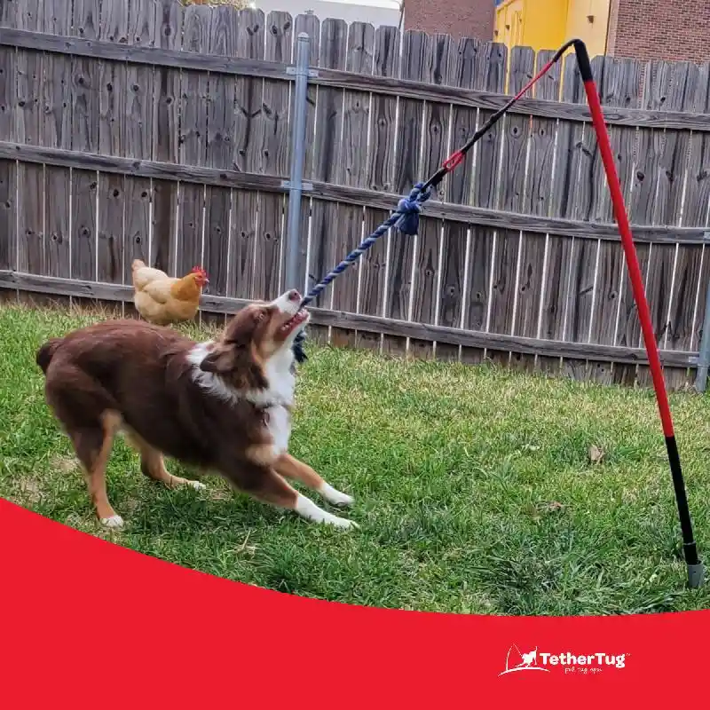Tether Tug Rope Toy