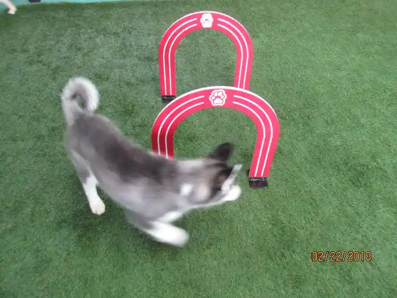 Dog Arch-Qty 1