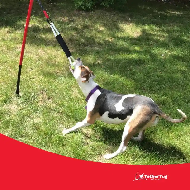 Tether Tug-Ball Toy Plus