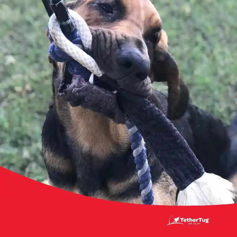 Tether Tug Bite Toy
