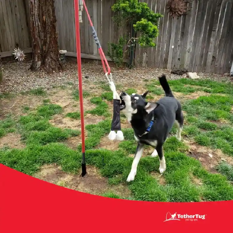 BIG Tether Tug for Dogs 70 lbs or More