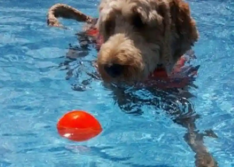RuffDawg-Ball Yellow X-Large
