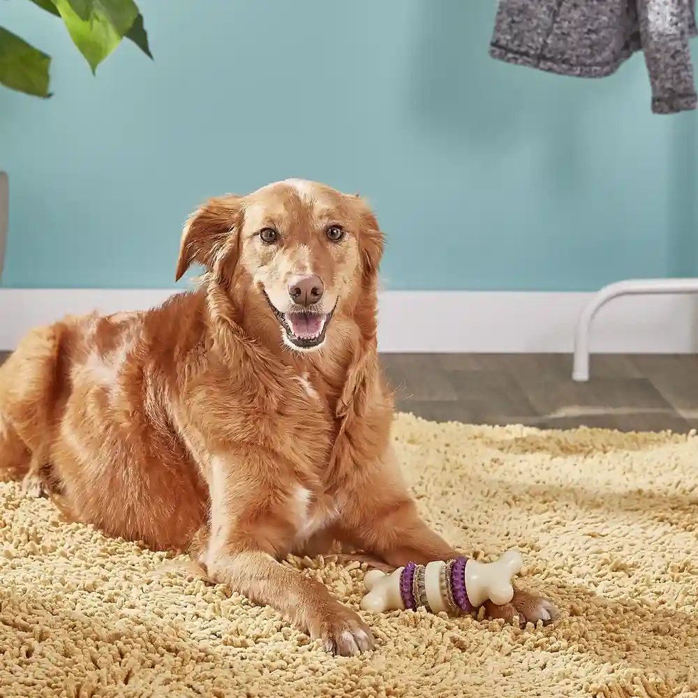 Busy Buddy Bristle Bone | Medium