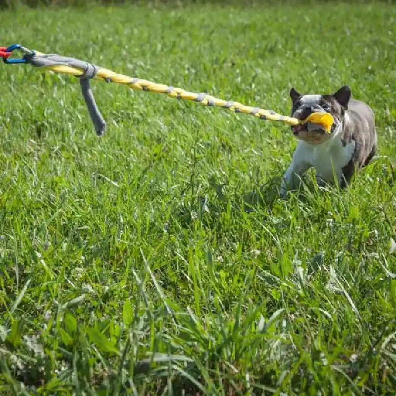 Outdoor Tether Tug for Dogs Under 35 lbs.