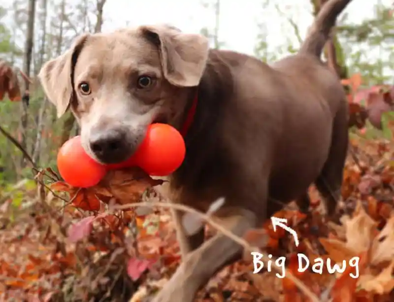 RuffDawg-Big Dawg Pink X-Large