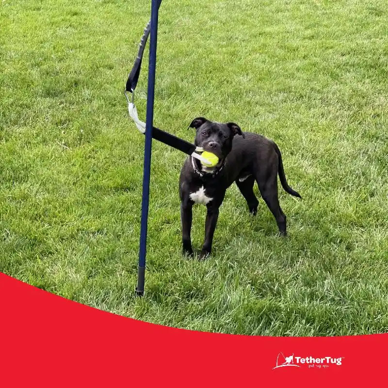Tether Tug-Ball Toy Plus
