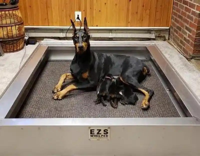 EZS Electric Whelping Box w/ Digital Therm. 46x52