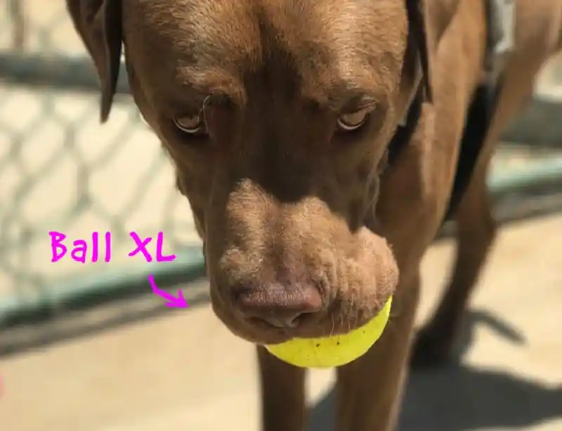 RuffDawg-Ball Orange X-Large