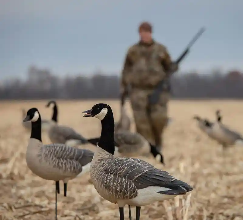 AXF Outfitter Lesser Honker w/ Decoy Pack | 12 pk
