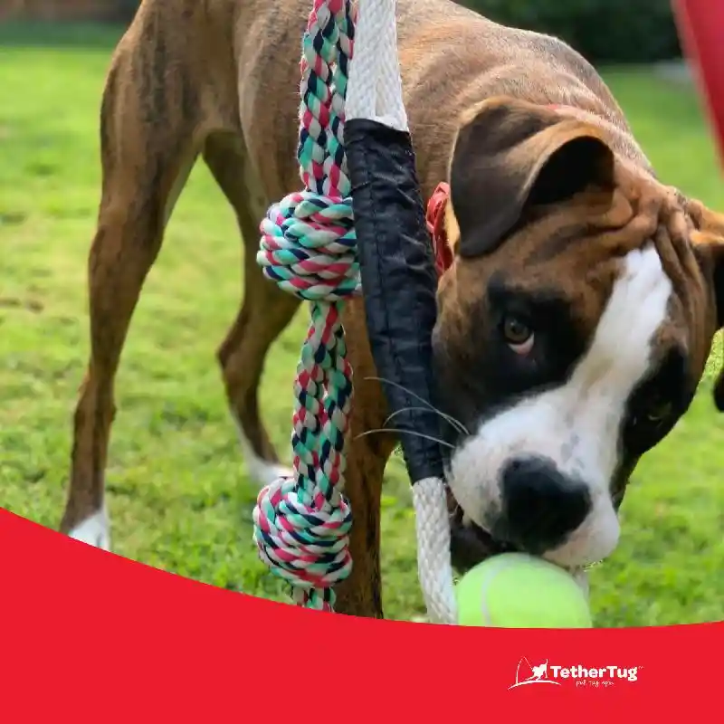 Tether Tug-Ball Toy Plus