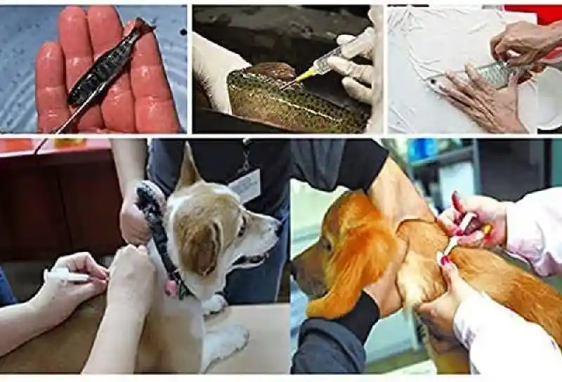 Mini Microchip For Dogs