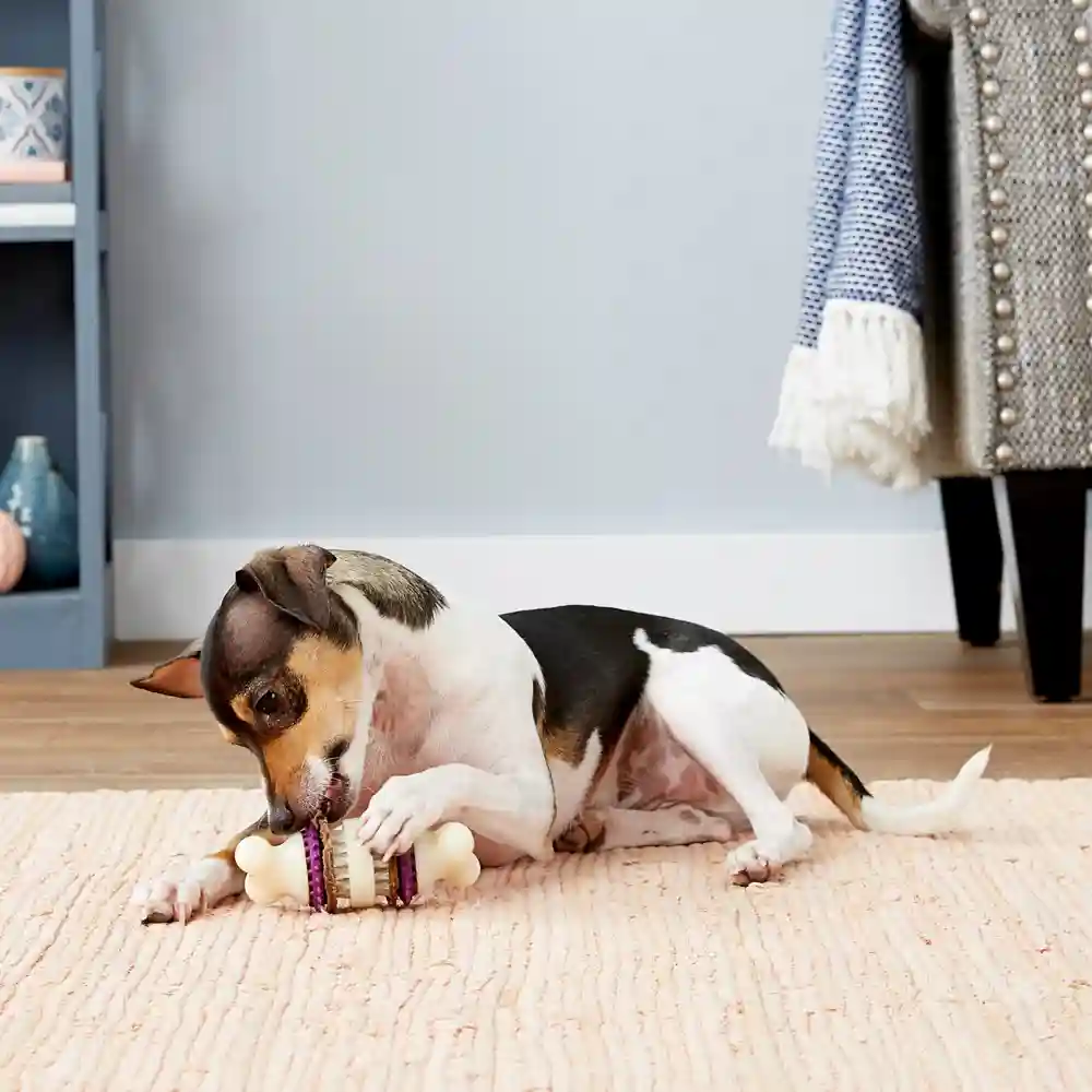 Busy Buddy Bristle Bone | Small
