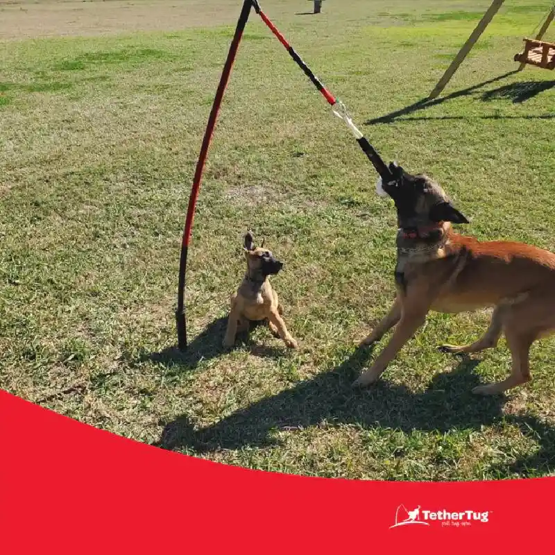 BIG Tether Tug for Dogs 70 lbs or More