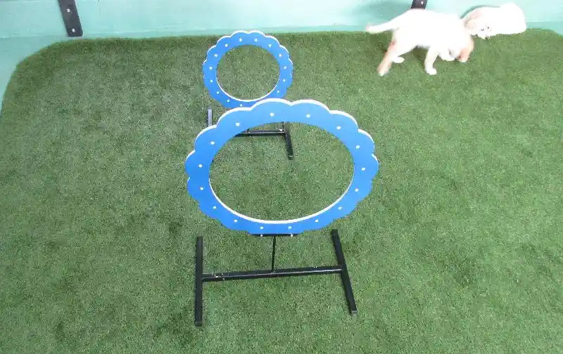 Dog Ring Qty 1