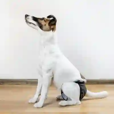 Image Alternative Text