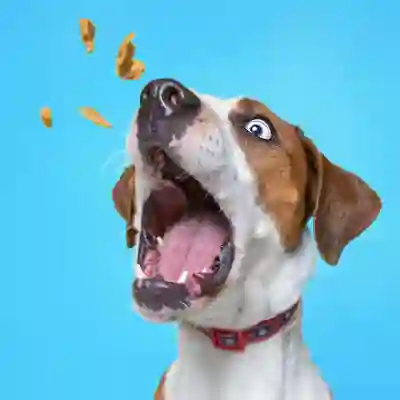 Image Alternative Text